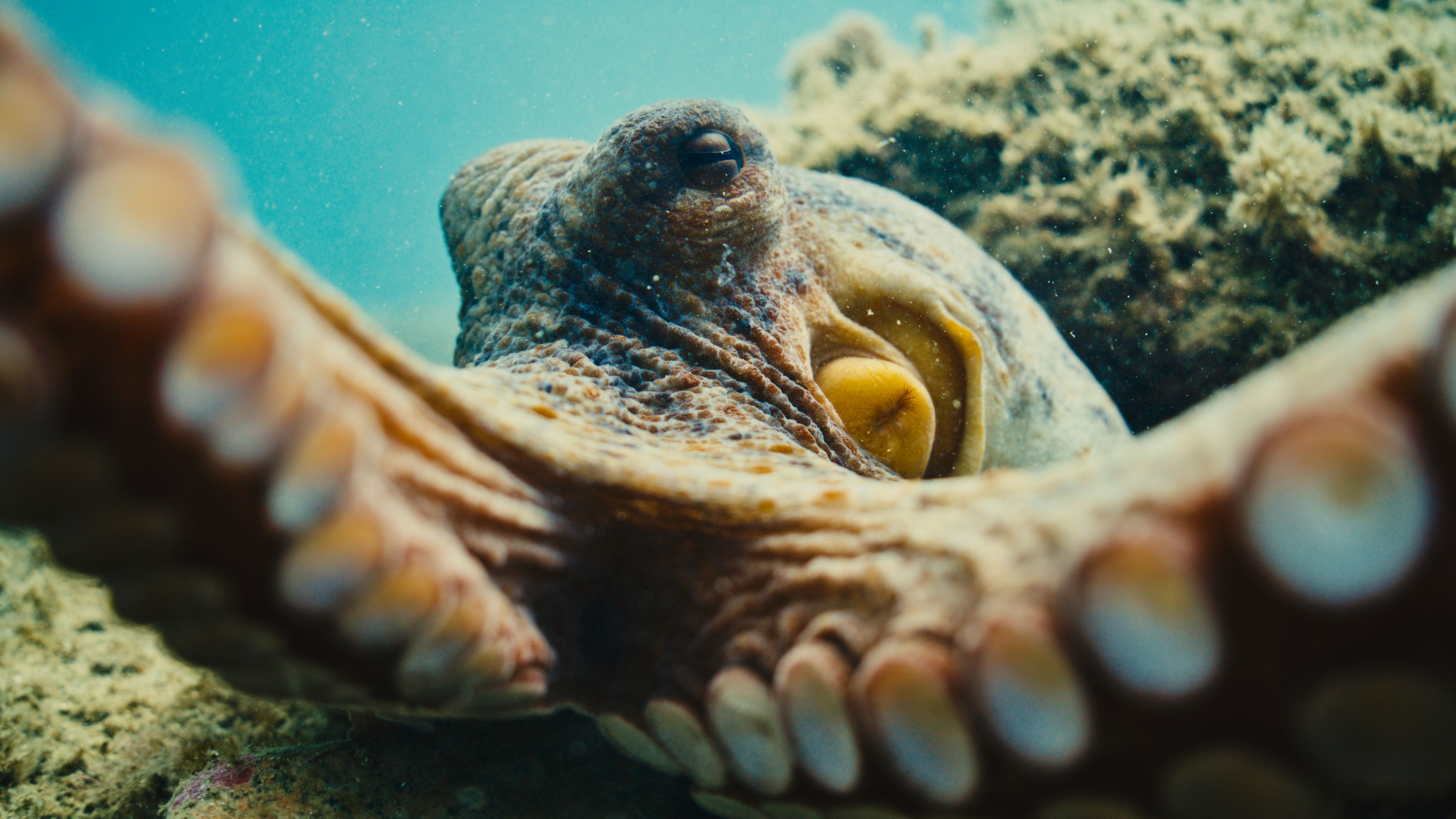Un polpo in primo piano che allunga i tentacoli verso l'obiettivo fotografico.