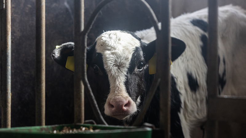 Primo piano vitello dietro le sbarre di un recinto.