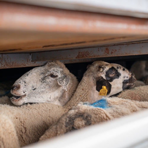 Due pecore all'interno di un camion.