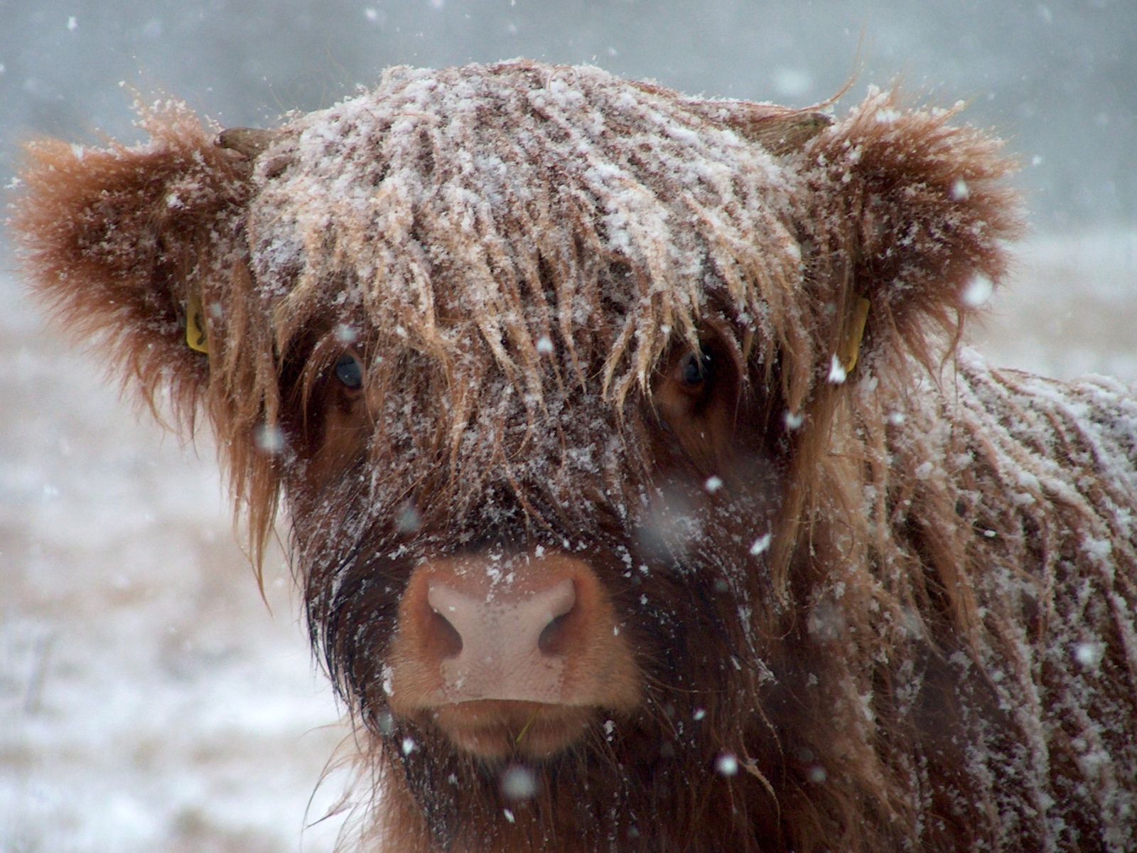 Suino sulla neve