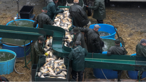 Ripresa dall'alto del circuito di un allevamento di carpe.