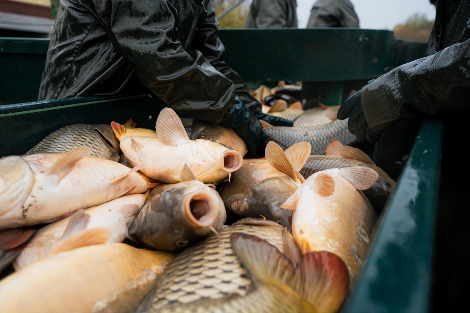 Carpe boccheggianti maneggiate da due operatori.