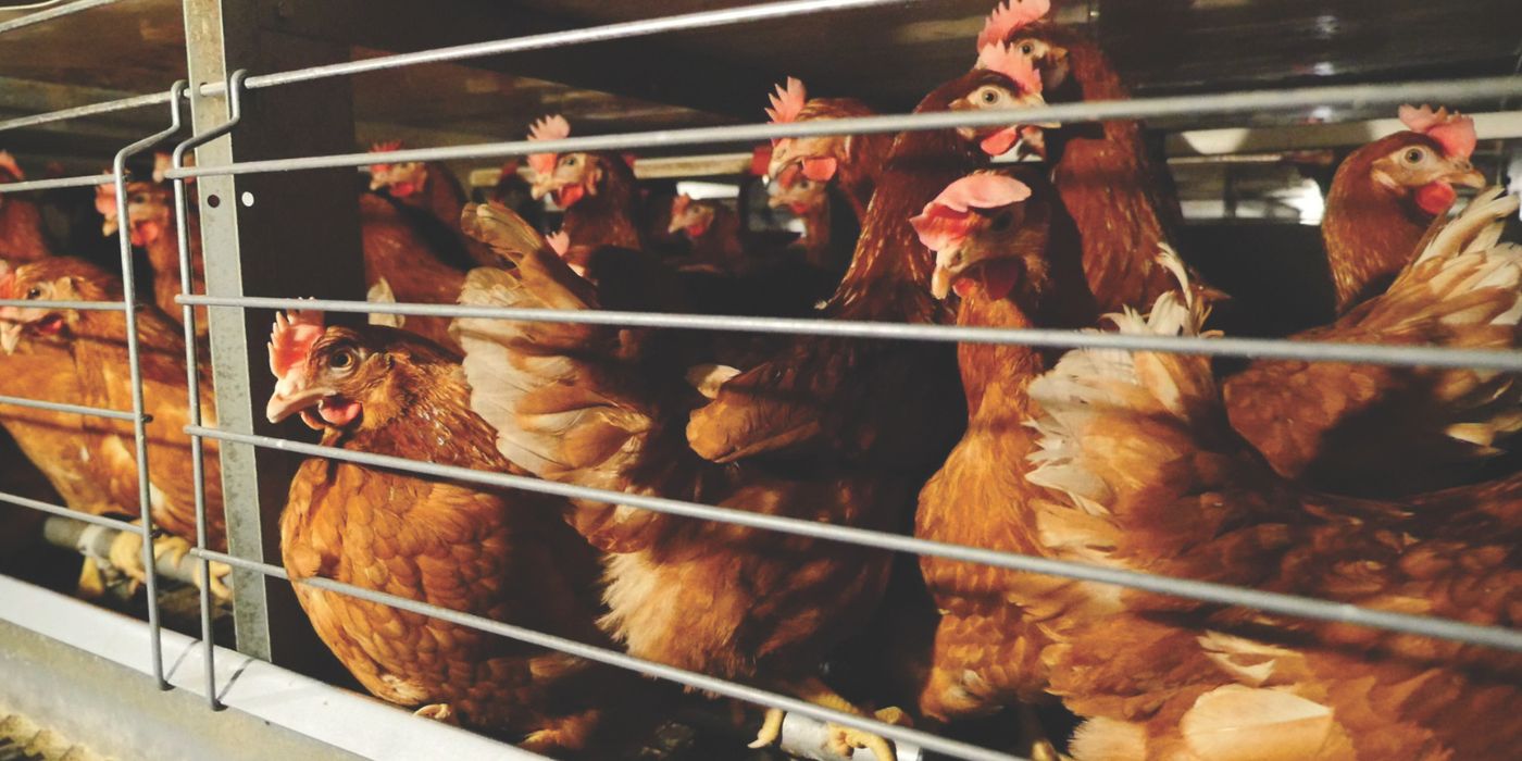Galline allevate in una gabbia sovraffollata.
