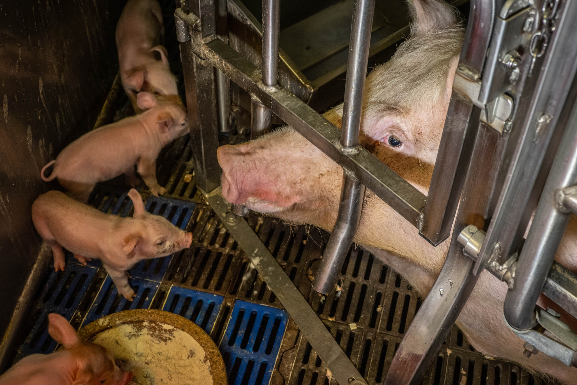 scrofa in gabbia che interagisce con i suoi piccoli attraverso le sbarre - inchiesta in Italia per End the Cage Age