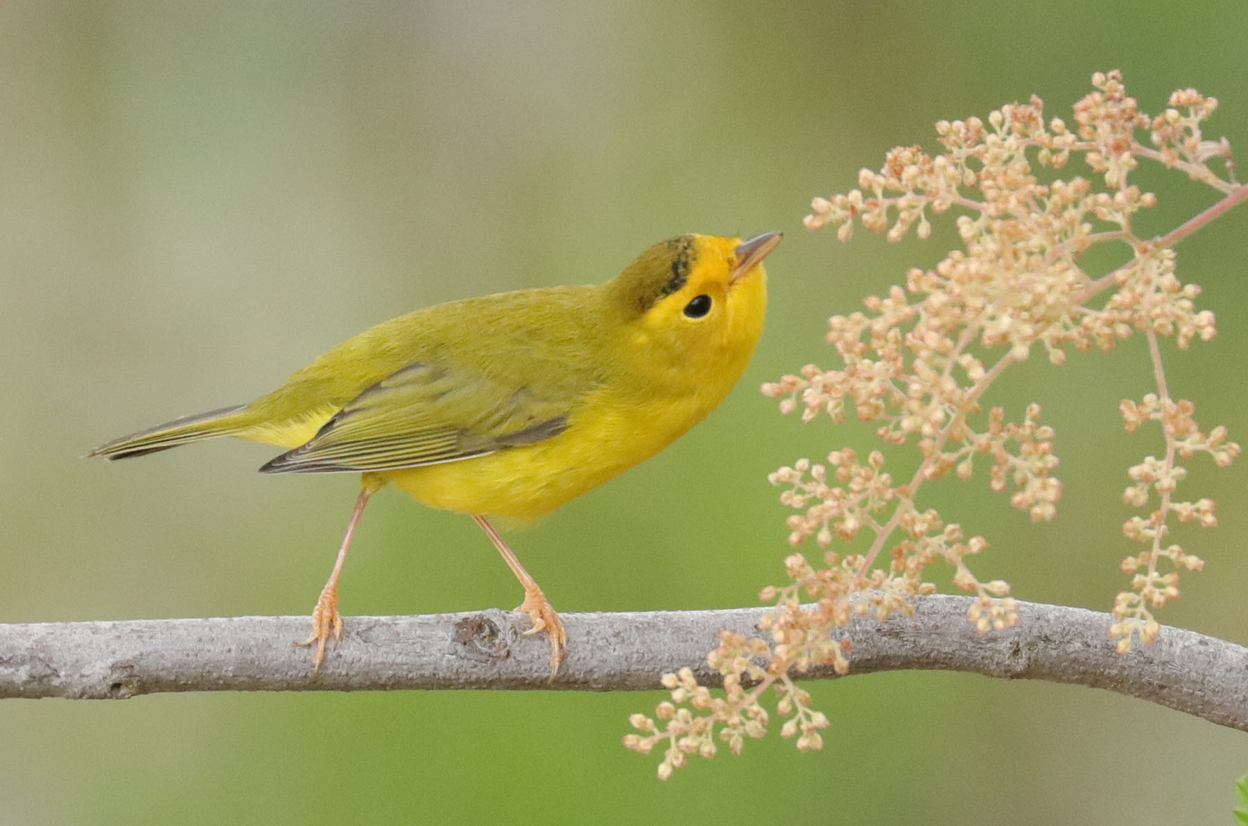 nature-conservancy-canada