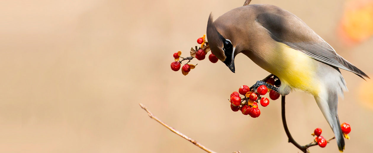 Cedar Waxwing on branch with berries