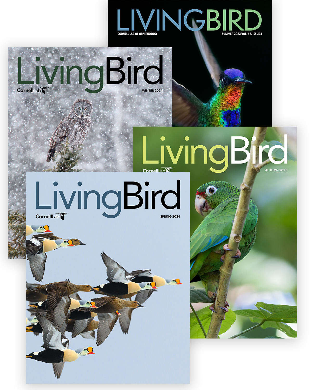 Living Bird Magazine