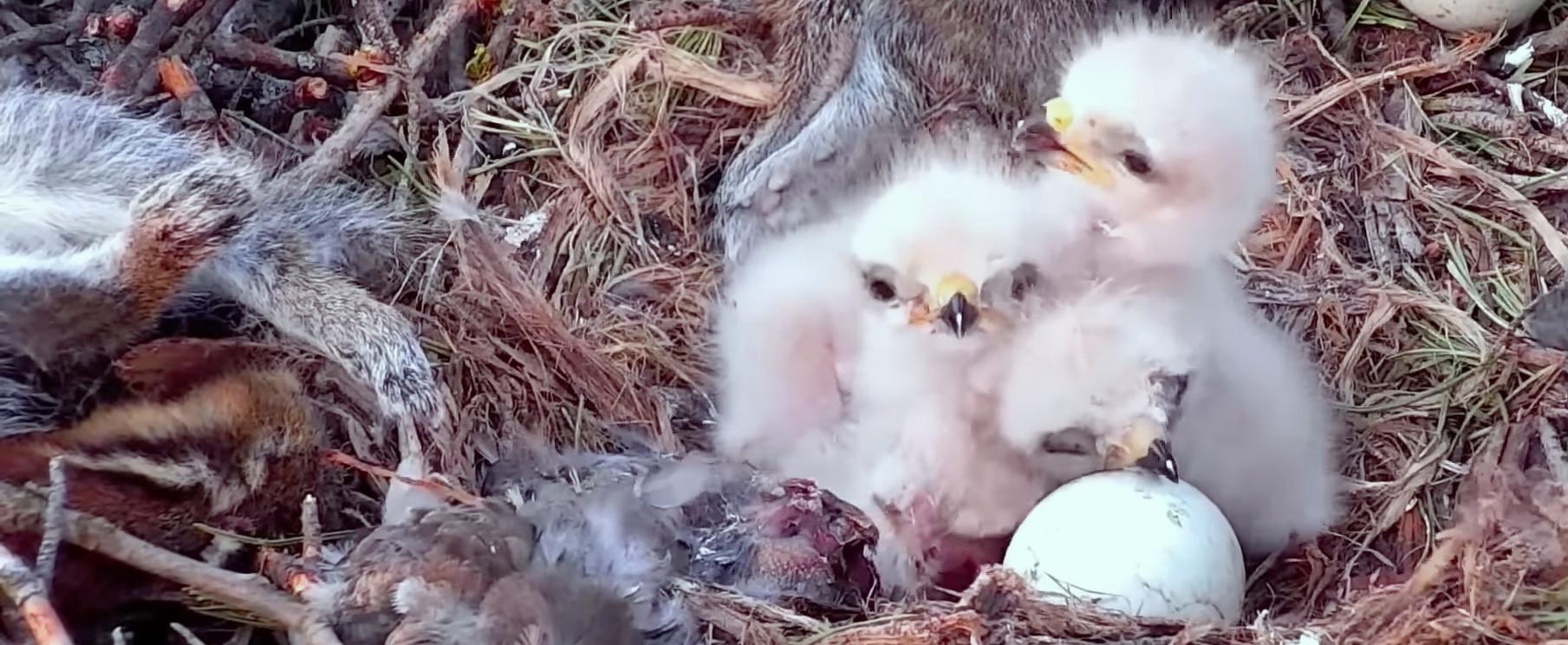 Red-tailed Hawk chicks in nest