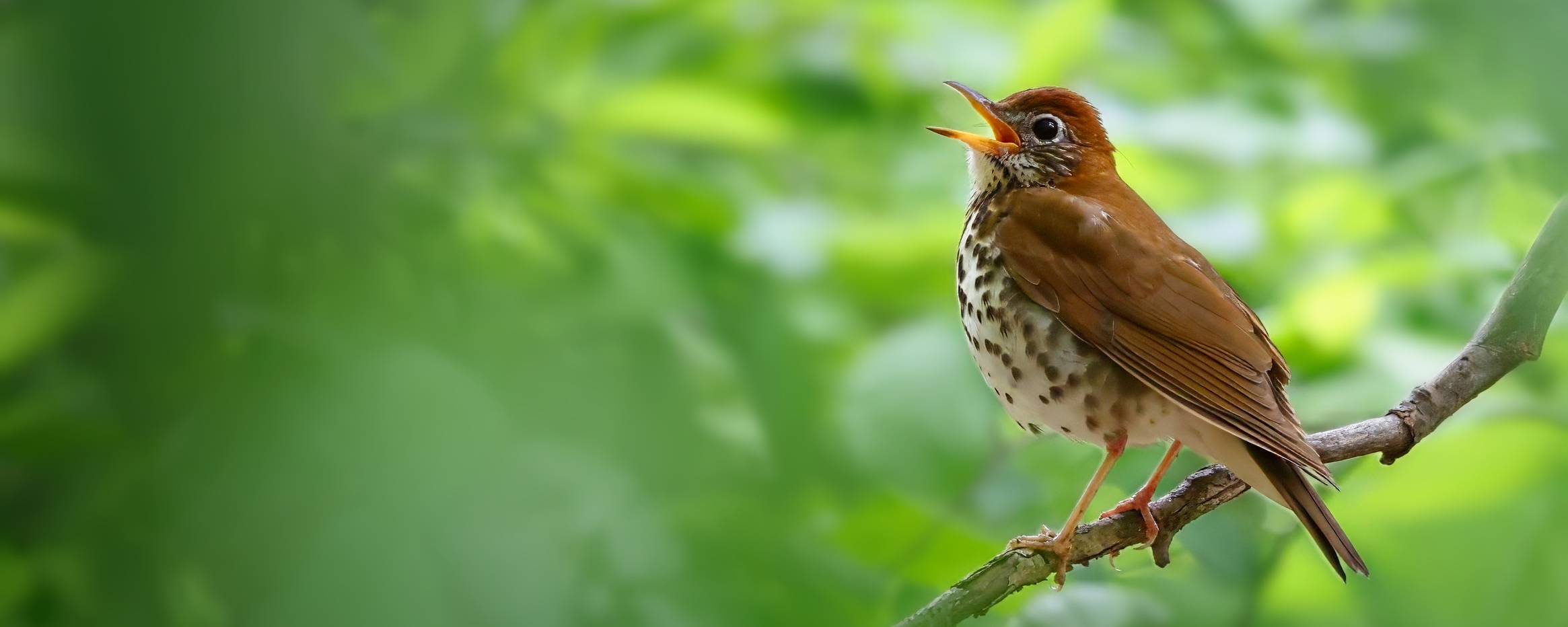 Wood Thrush by James Tornetta / Macaulay Library