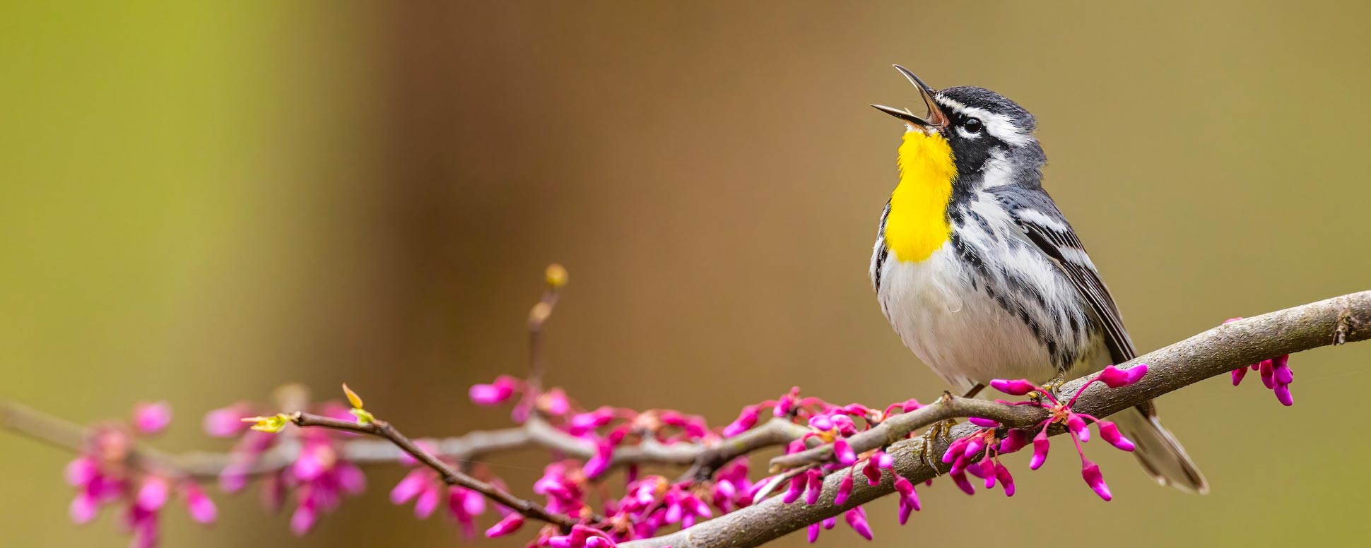 Yellow-throated Warbler on a branch