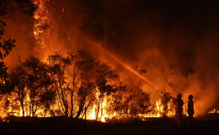 Forest fire blaze with firefighters.