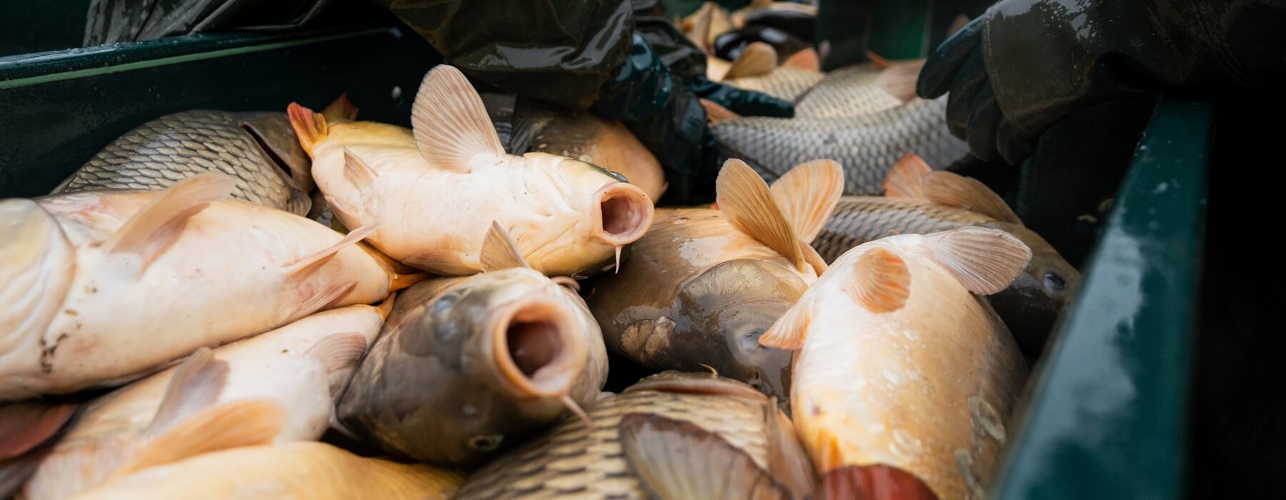 Stłoczone karpie rozpaczliwie próbujące złapać oddech na rampie sortującej.