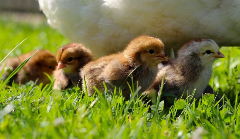 Trzy młode kurczęta przytulają się do brzucha matki na zielonej trawie