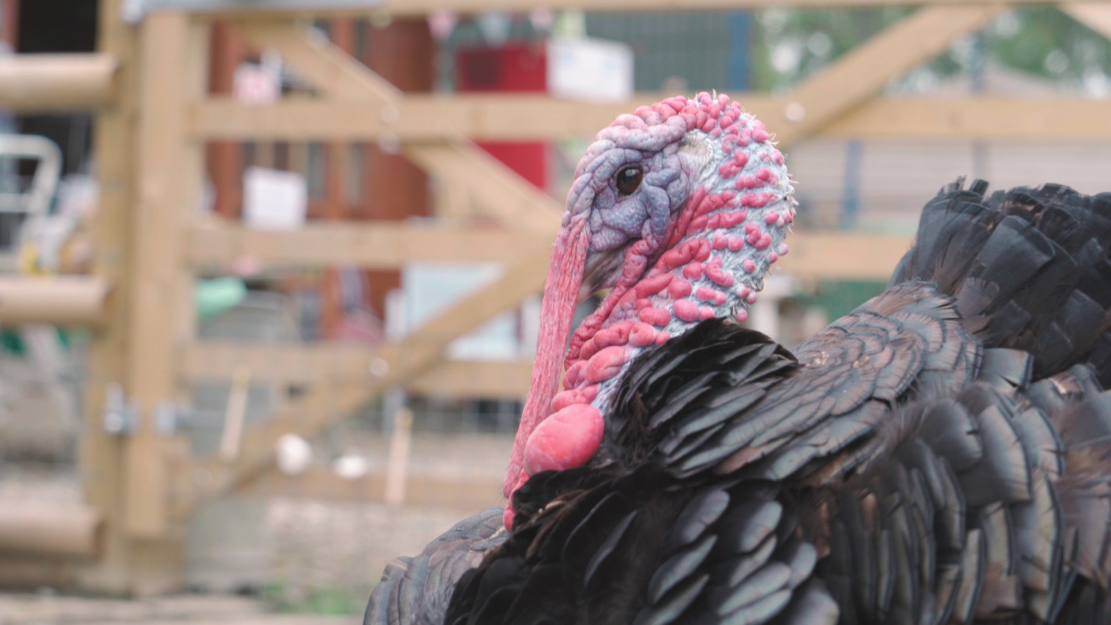 Bramble Bill, a turkey at the Retreat