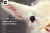 Make CCTV mandatory / lamb