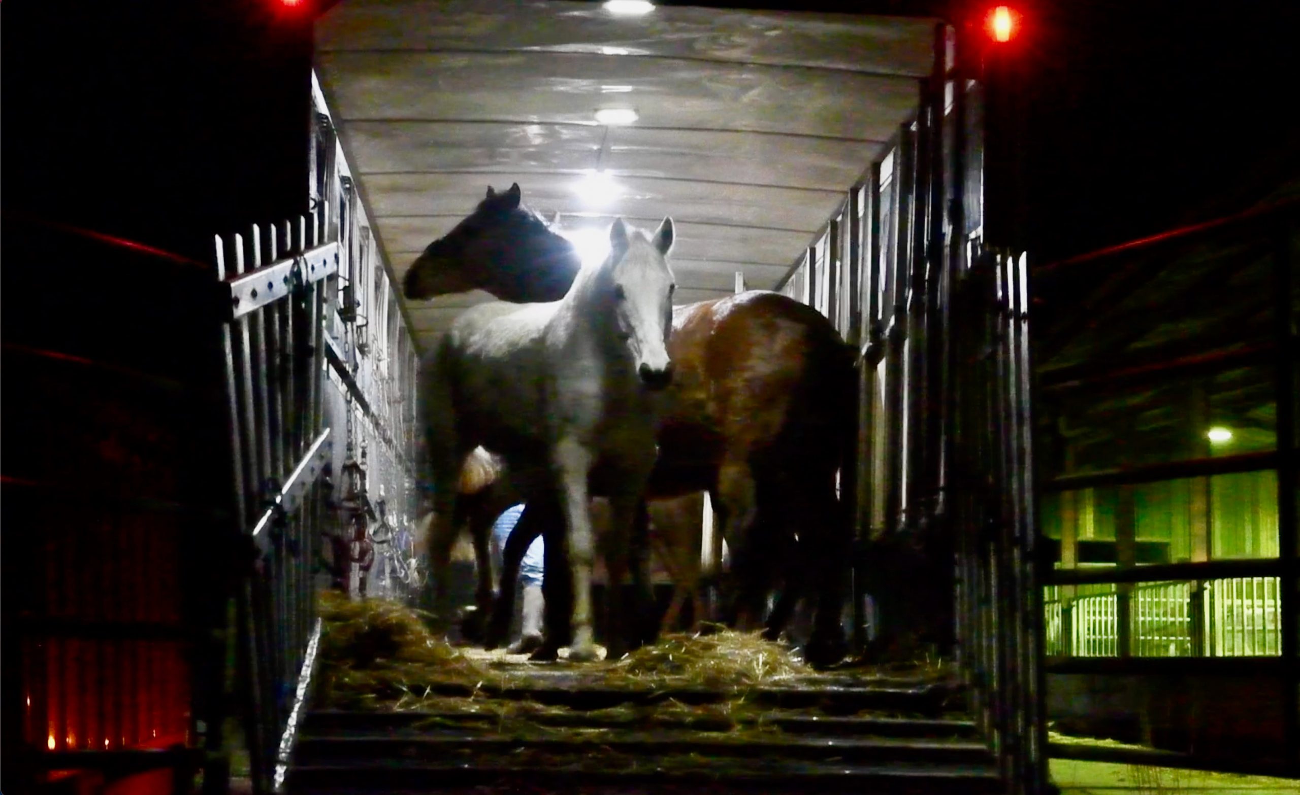 Horses unloading at the slaughterhouse