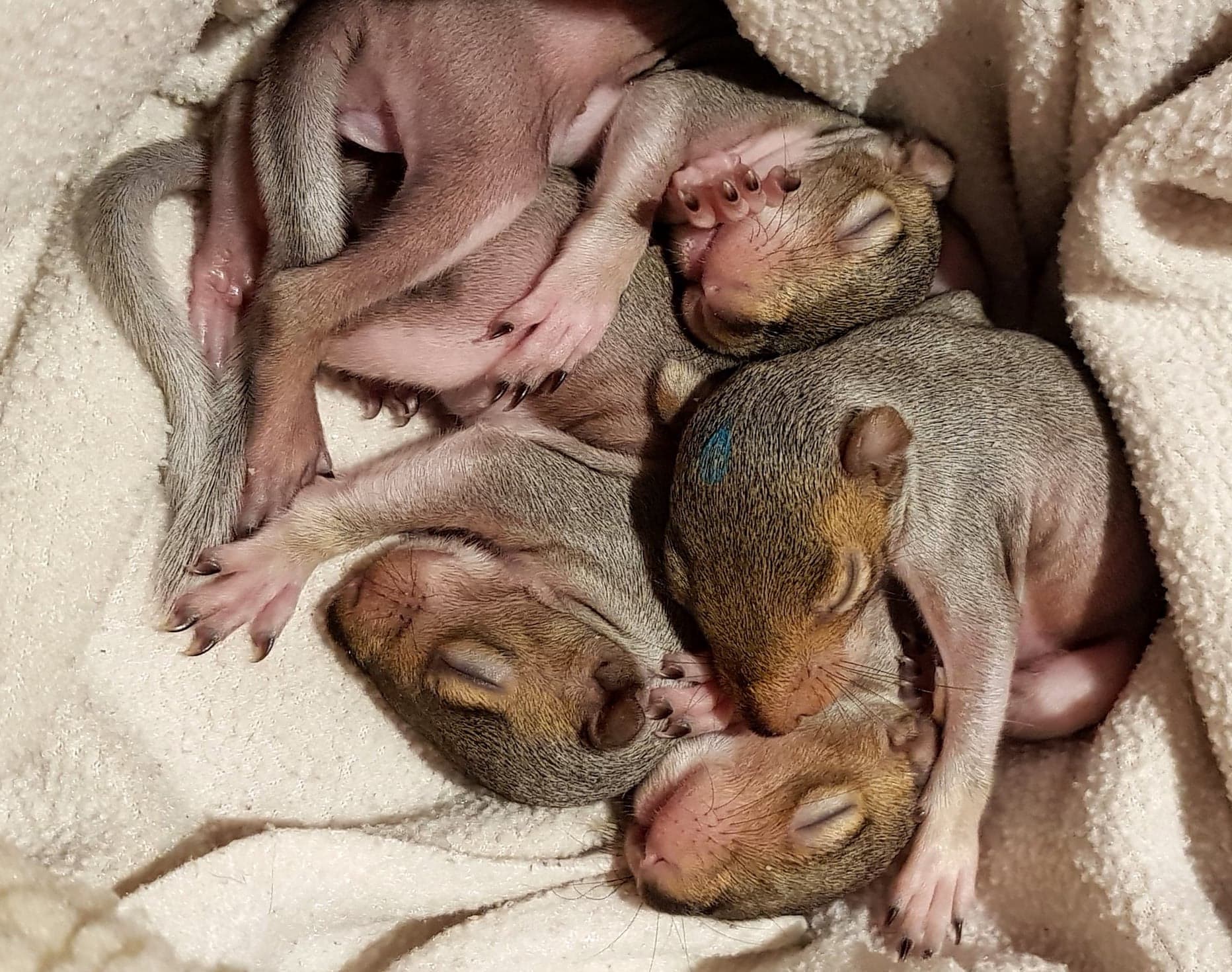 Huey, Dewey, Louis and Bob - rescued baby squirrels
