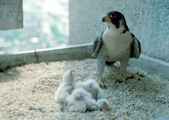 peregrine falcon with chicks - Pixnio