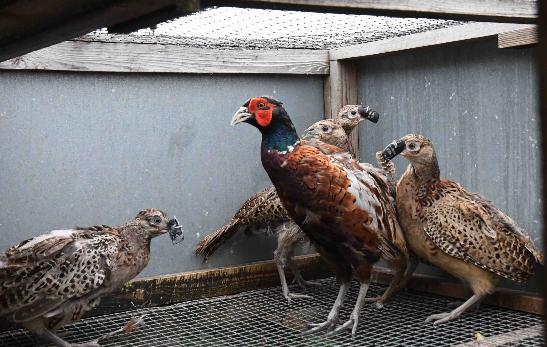 pheasants in a breeding cage