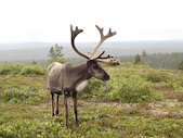 Creative Commons: https://commons.wikimedia.org/wiki/File:Reindeer_in_finnish_fell.JPG