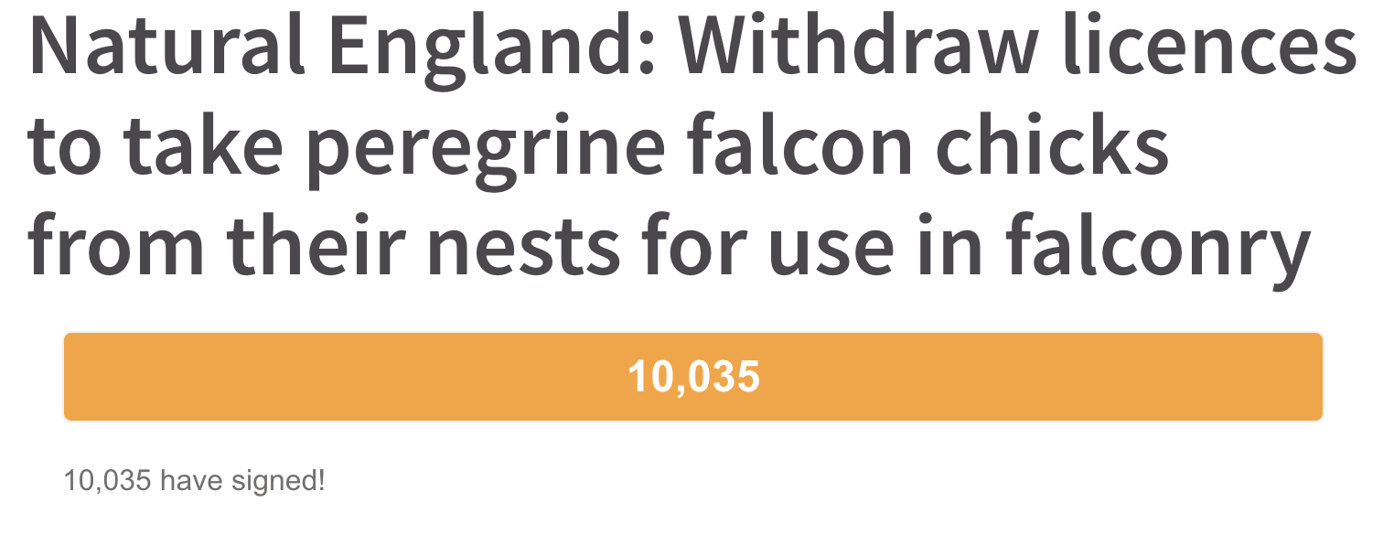 Peregrine falcon petition reaches 10,000!