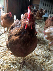 Trudy, a rescued ex-laying hen