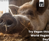 World Vegan Day