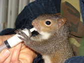 Baby squirrel being fed