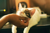 human tickling cat's chin