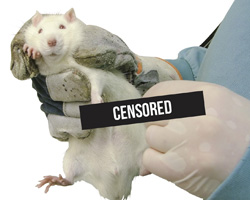 white rat being held in gloved hand