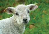 lamb in green field
