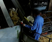 Farmers Fresh slaughterhouse investigation