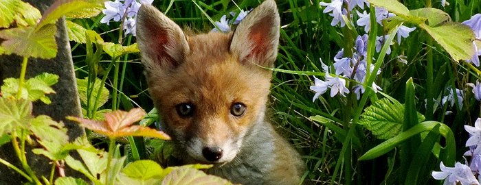 fox cub in flowers