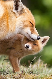 fox with cub