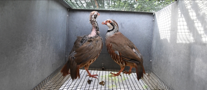 breeding partridges in cage