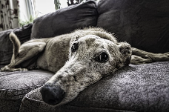 greyhound on sofa (pxfuel)