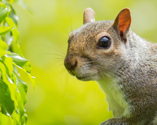 grey squirrel