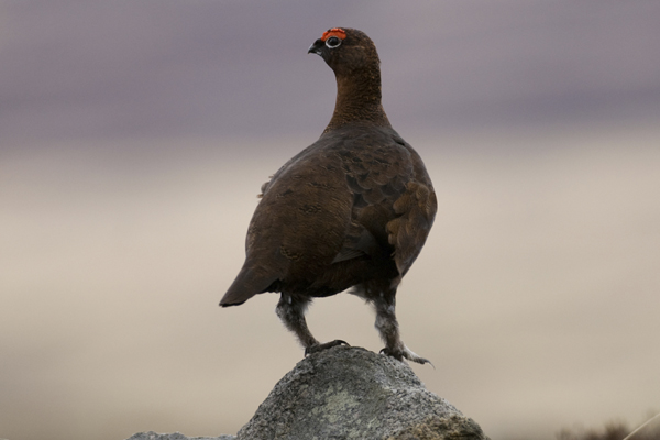 red grouse on rock