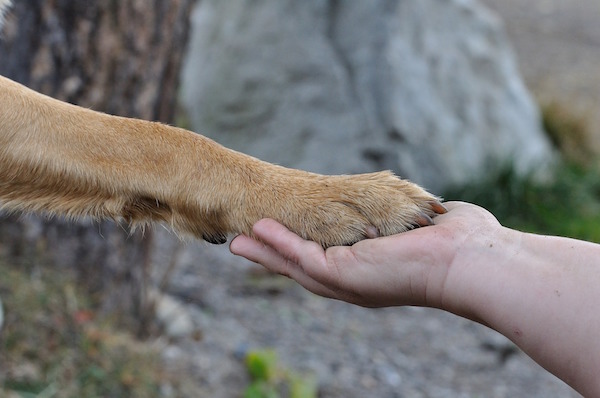 paw in hand