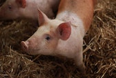 pig on farm (unsplash)
