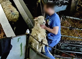 sheep being manhandled by slaughterhouse worker