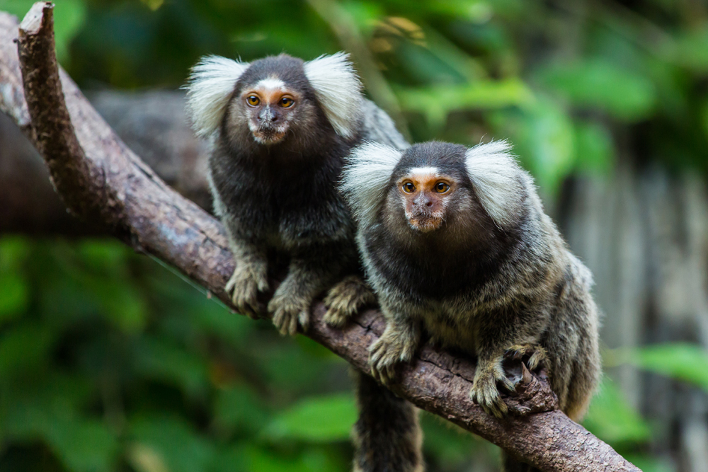 marmosets in a tree