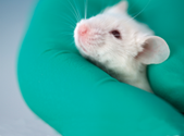 mouse being held in gloved hand