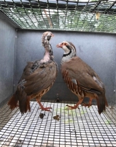 partridges in a breeding cage