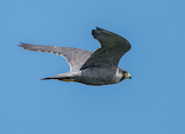 peregrine falcon pic by Tim Melling