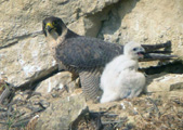 Peregrine Falcon with chick, CC Georges Lignier