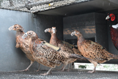 pheasants in breeding cage