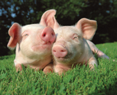 piglets nuzzling in sunshine, credit istock