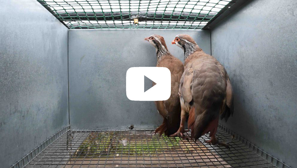 partridges in a breeding cage