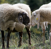 sheep nose to nose CC Filippo Maver
